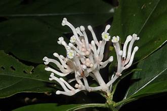 Chasallia curviflora